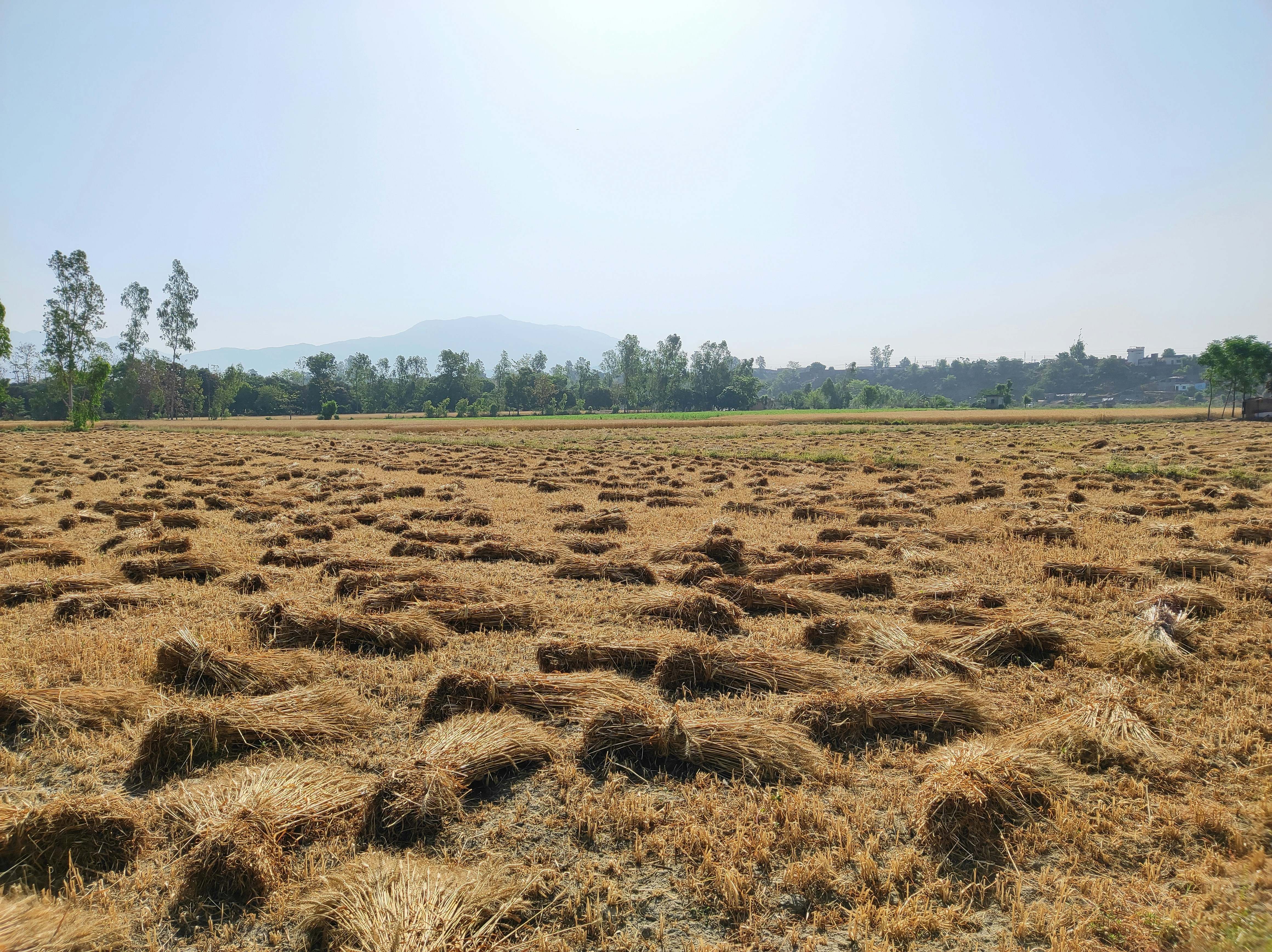 field, image by wandering indian on unsplash.com