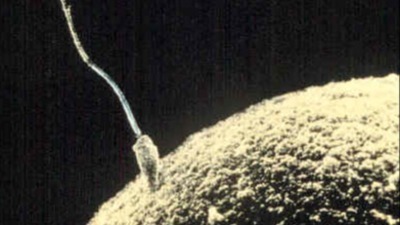 Sperm-egg