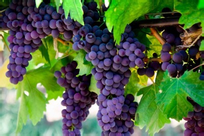 fruitful-vine