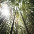 Through the Storm: The Light of Life
