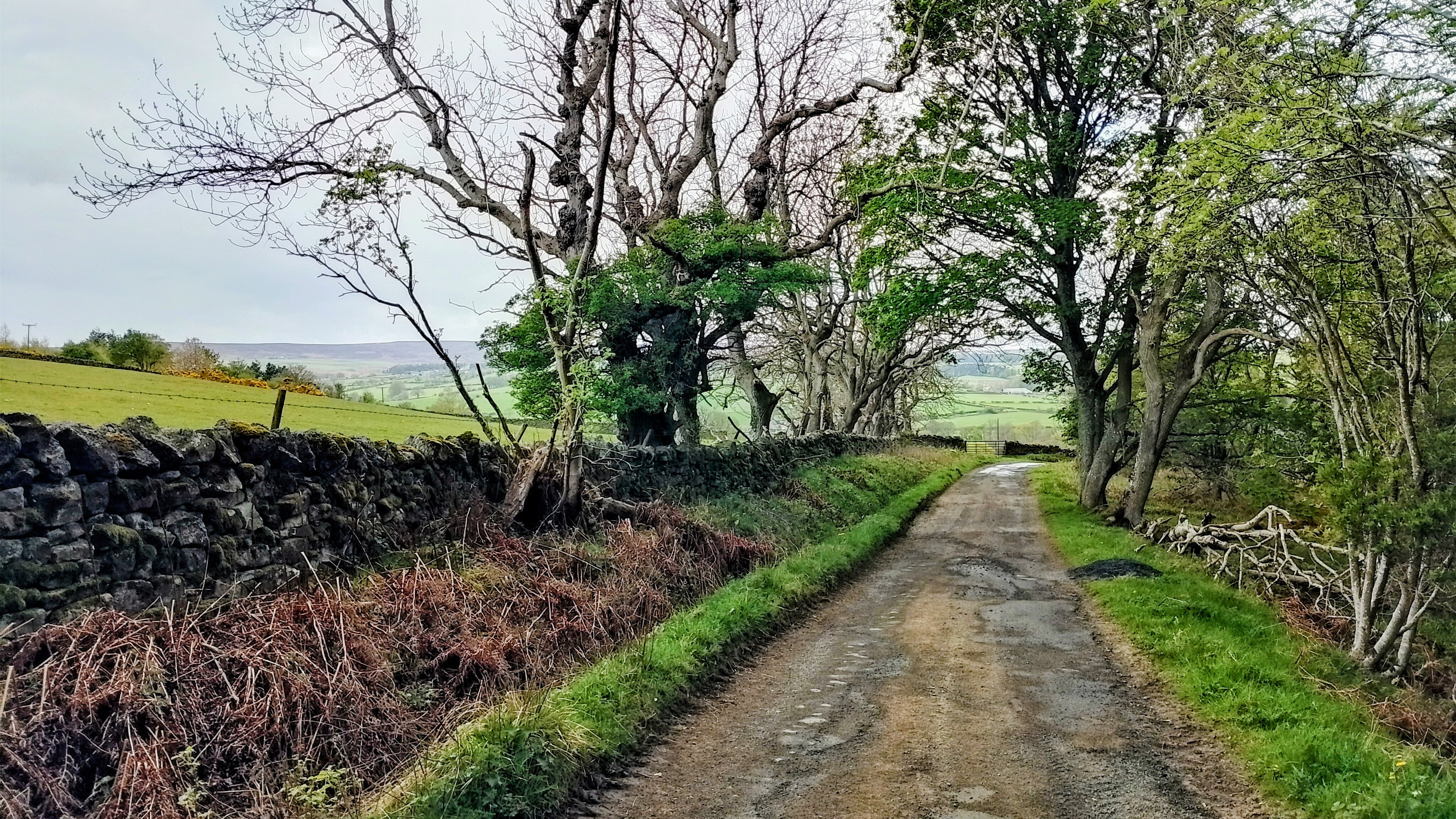 Walking the Way of Light